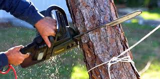 Best Tree and Shrub Care  in Corcoran, CA