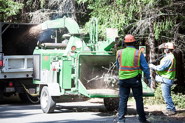 Corcoran, CA Tree Services Company