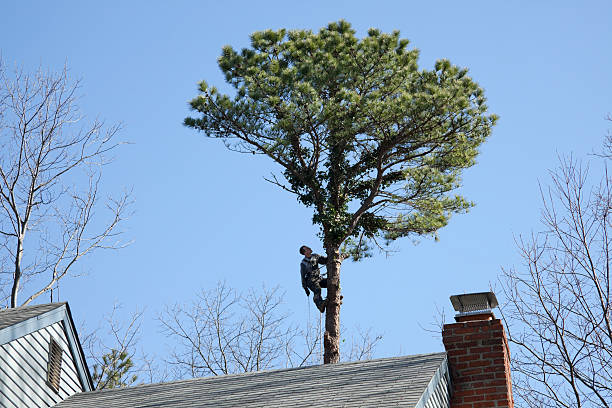 How Our Tree Care Process Works  in  Corcoran, CA